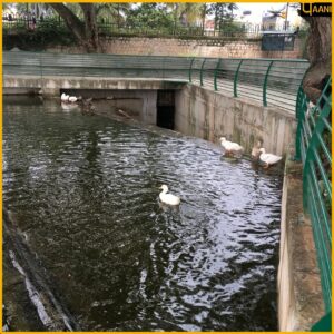 Sankey Tank Overflow