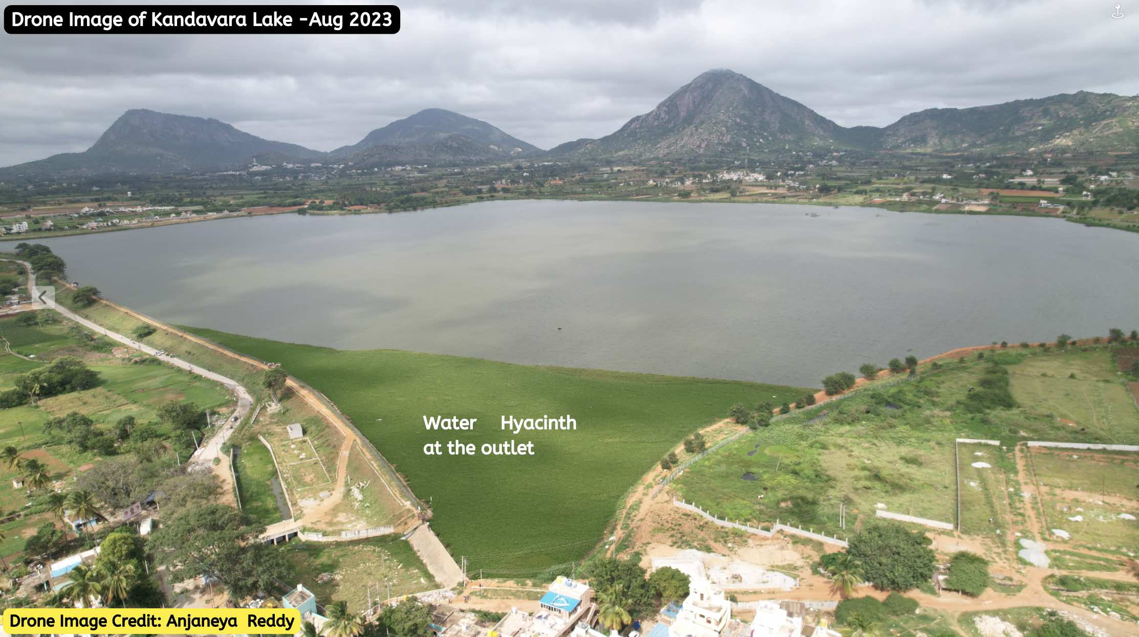 Kandavara lake, Chikkaballapur is filled with secondary treated wastewater from HN valley project. Water Hyacinth is observed