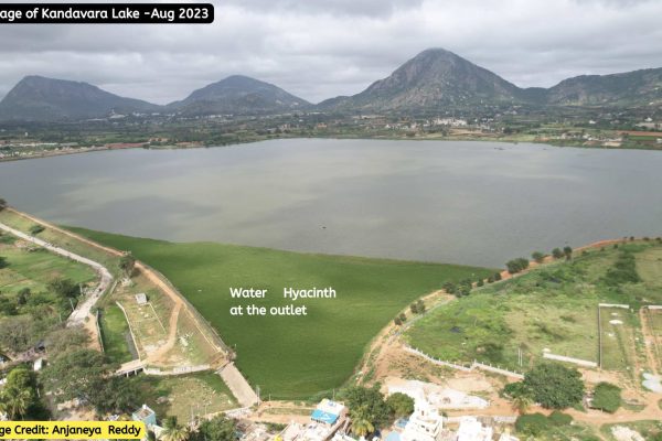 Kandavara lake, Chikkaballapur is filled with secondary treated wastewater from HN valley project. Water Hyacinth is observed